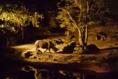 Nashorn im Dunkeln