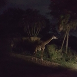 Giraffen bei Dunkelheit