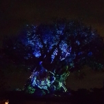 Show am Tree of Life