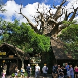 Baobab am Eingang der Kilimanjaro Safari