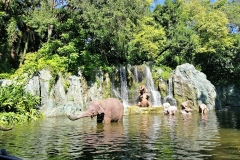 Elefanten planschen im Wasser der Jungle Cruise