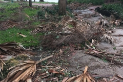 Palmwedel auf Weg zeigen Folgen des Hurricanes