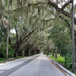 Magnolia Street in St. Augustine: Spanisches Moos hängt von Bäumen herab