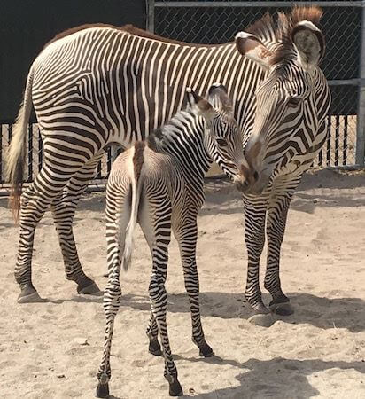 Zebra-Mama mit Fohlen