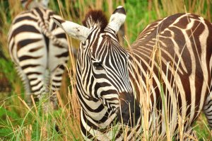 Zebras beim Wild Afric Trek im Animal Kingdom