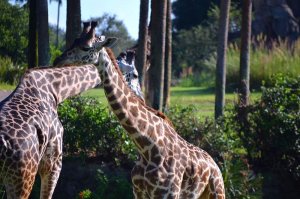 Giraffen bei der Guided Tour Wild Africa Trek