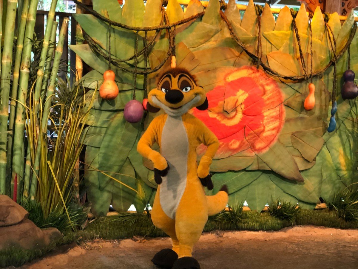 Timon in seiner neuen Meet & Greet Location