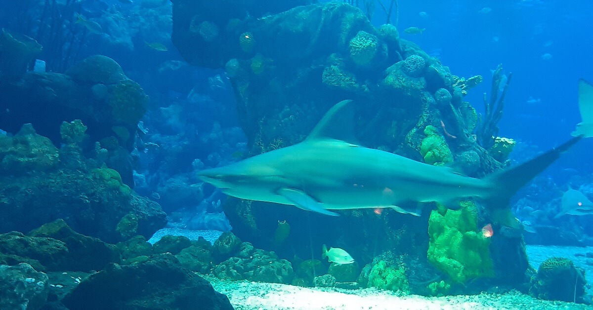 ein Hai schwimmt im großen Aquarium des Coral Reef Restaurants