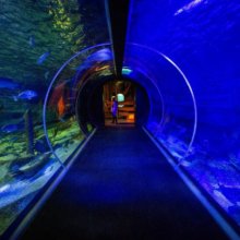 Tunnelaquarium zum Durchlaufen