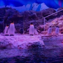 Eine Gruppe Pinguine an Land, vor ihnen ein Becken mit Wasser