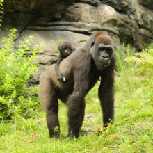 Ein Gorilla mit Baby auf dem Rücken ist im Gorilla Falls Exploration Trail in Disney's Animal Kingdom zu sehen