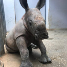 Das weiße Nashornbaby sitzt in seinem Gehege. 