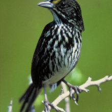 Ein Schwarzer Strandammer, ein kleiner Vogel, sitzt auf einem Ast