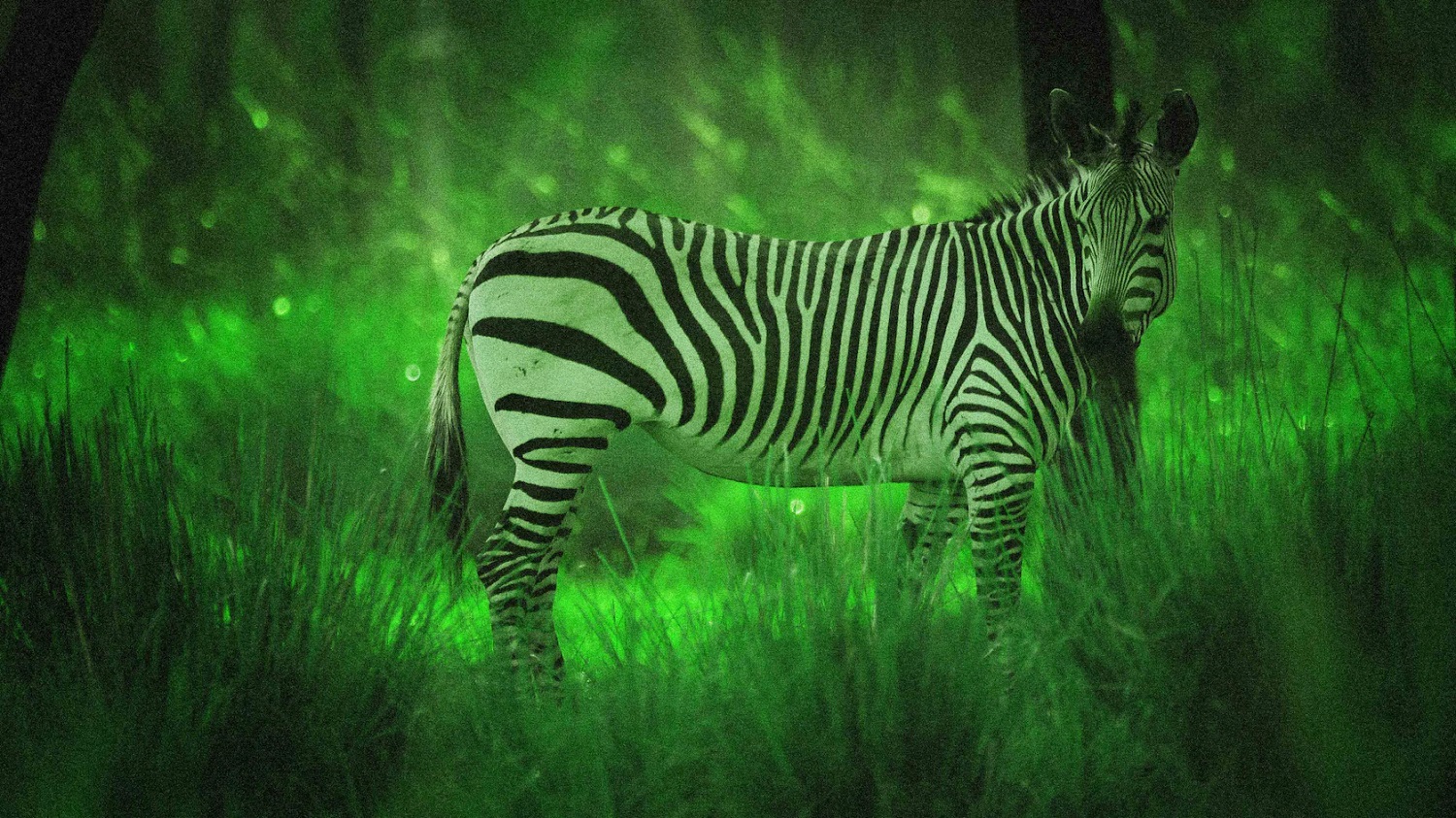 Ein Zebra steht auf einer grünen Wiese in Disney's Animal Kingdom Lodge