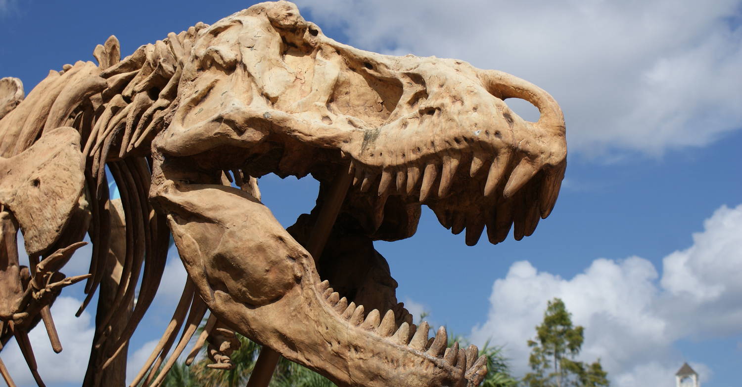 Kopf eines T-Rex Skeletts in Disney Springs