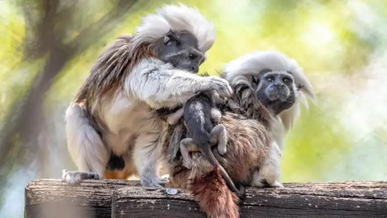 Zwei Lisztaffen sitzen mit einem Jungtier in einem Gehege im Animal Kingdom