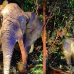 Zwei Elefanten Animatronics stehen im Dschungel - Kulisse im Rainforest Cafe